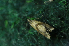 Cochylidia implicitana