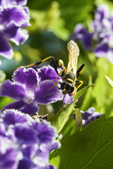 Sceliphron caementarium