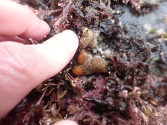 Distaplia occidentalis