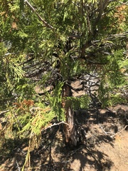 Calocedrus