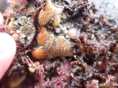 Distaplia occidentalis