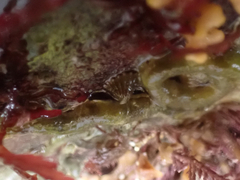 Puncturella cucullata