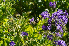 Sceliphron caementarium