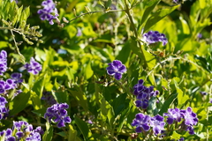 Sceliphron caementarium