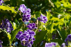 Sceliphron caementarium