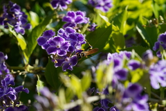 Sceliphron caementarium