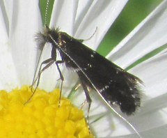Adela septentrionella