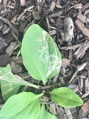 Phytomyza plantaginis