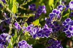 Sceliphron caementarium