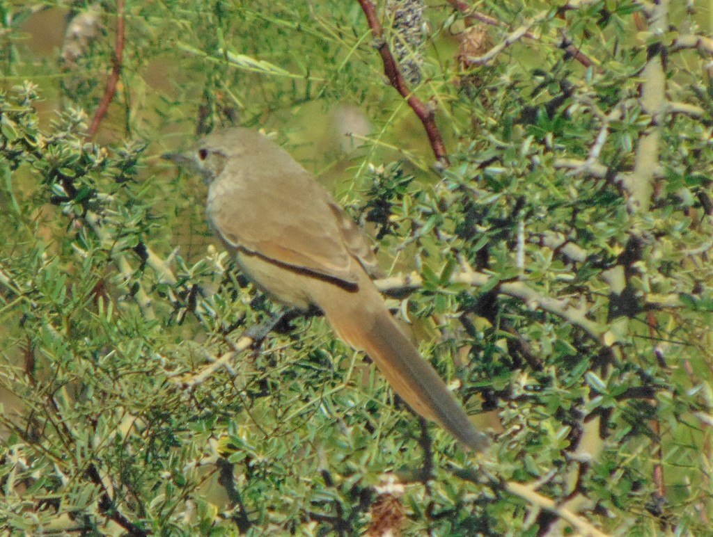 Sharp-Billed Canastero