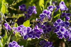 Sceliphron caementarium