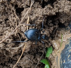 Scaphinotus interruptus