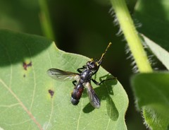 Cylindromyia bicolor