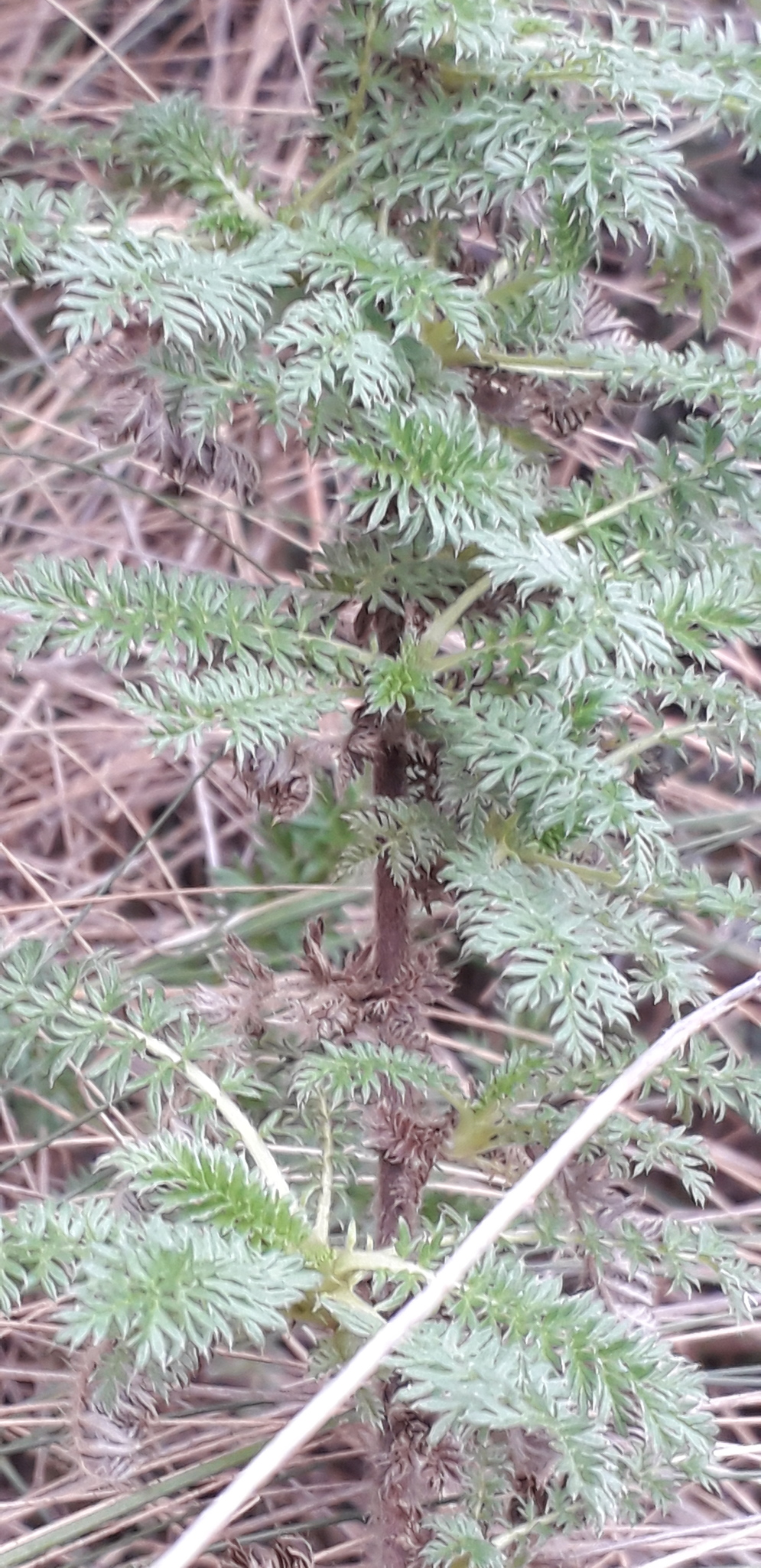 Acaena myriophylla