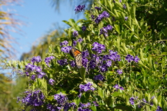Danaus plexippus