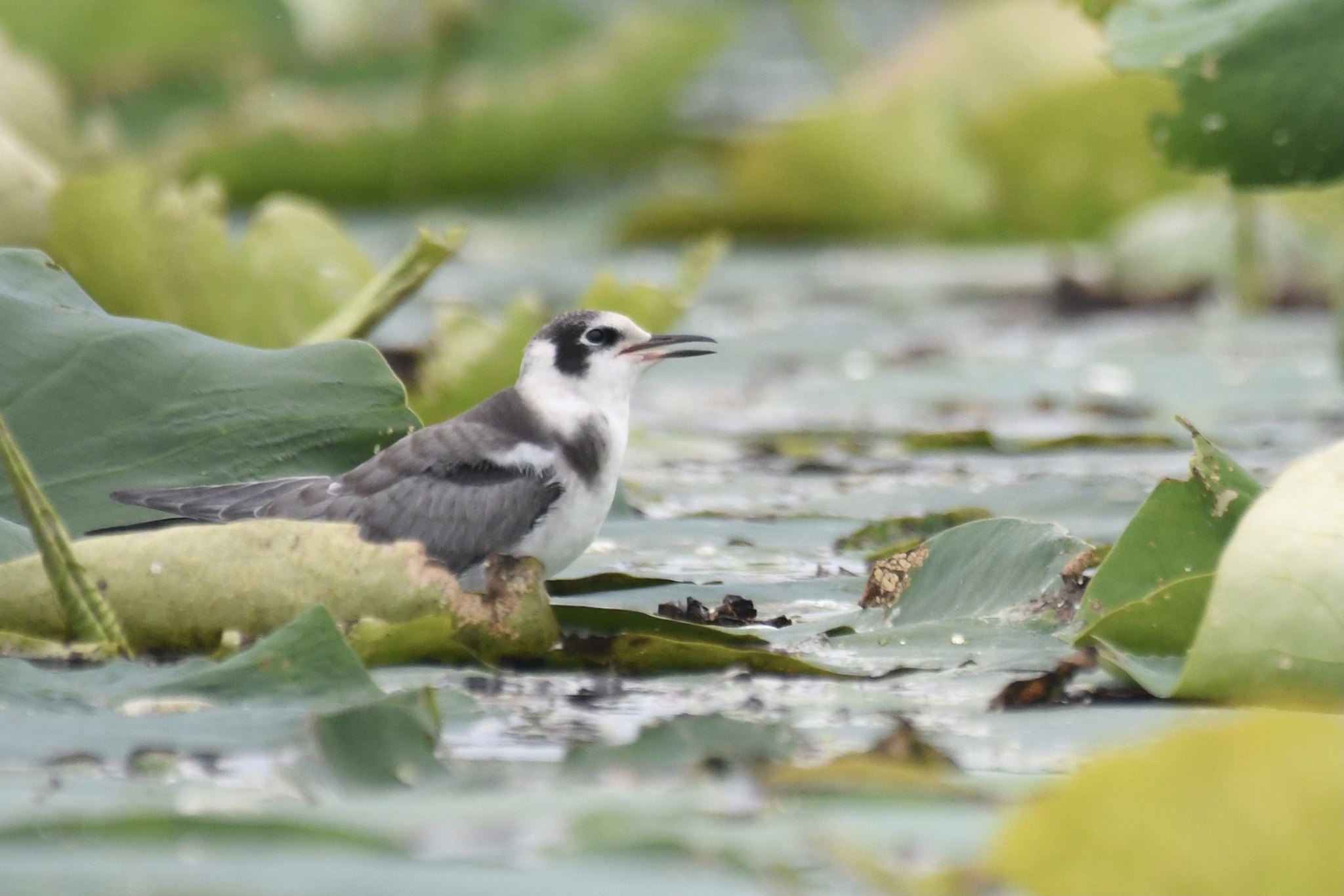 Black Tern