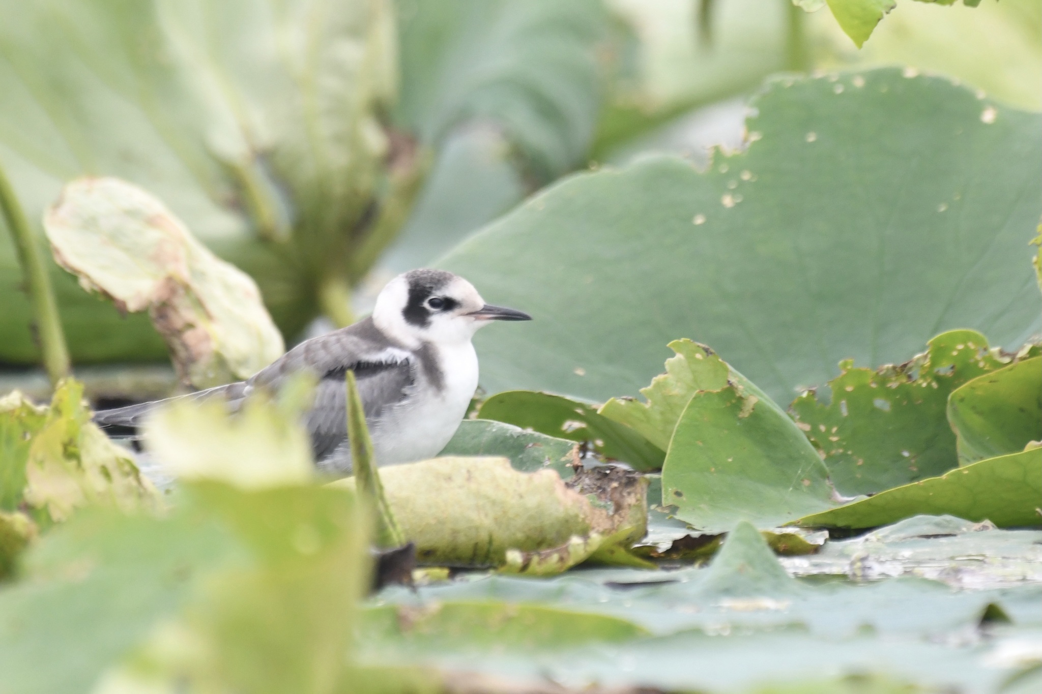 Black Tern