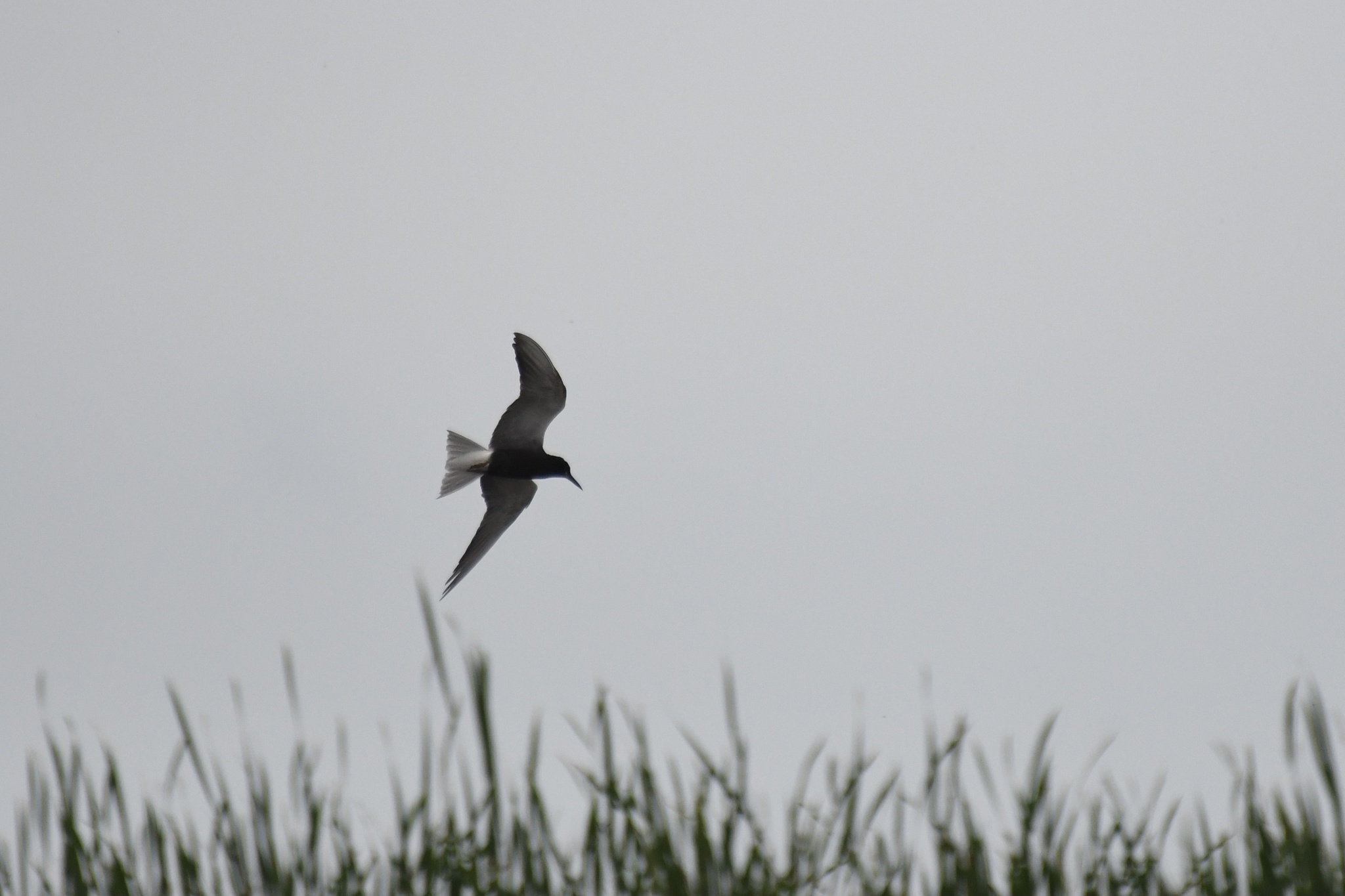 Black Tern