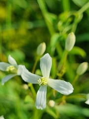 Clematis lathyrifolia