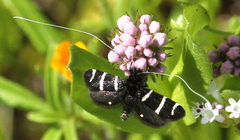 Adela trigrapha