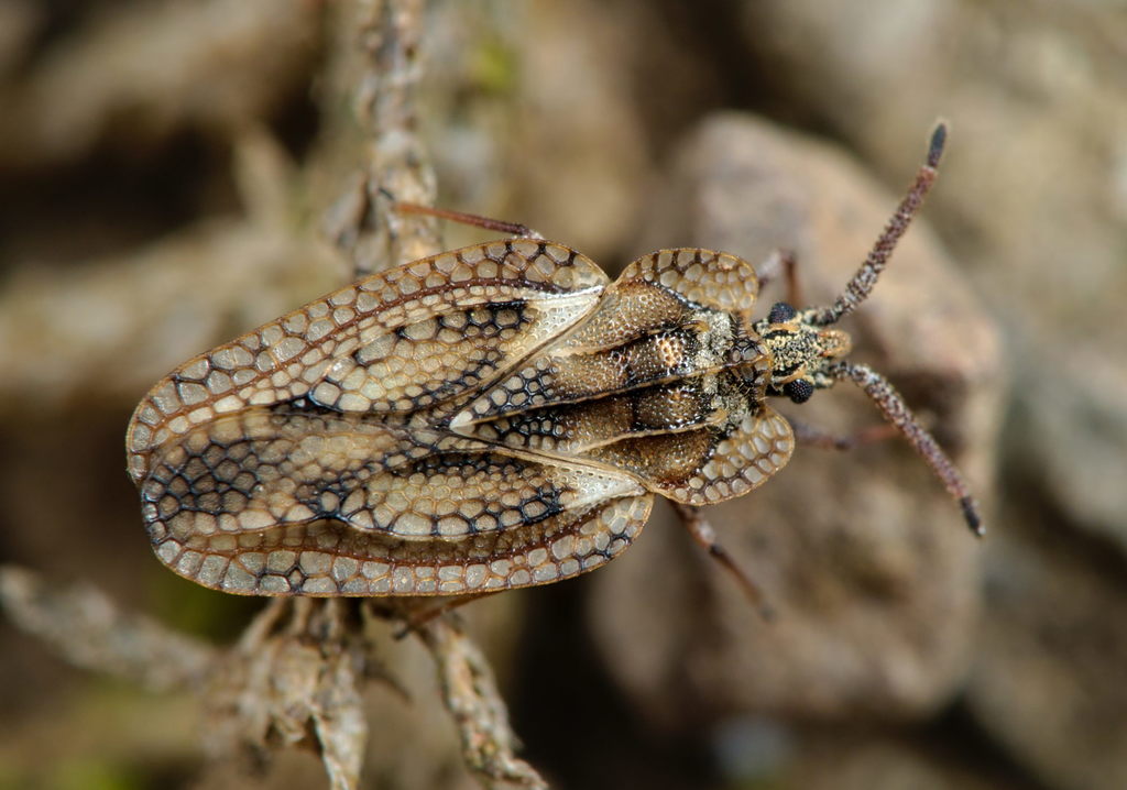 broom lacebug