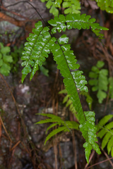 Adiantum melanoleucum