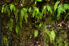 Adiantum melanoleucum