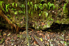 Adiantum melanoleucum