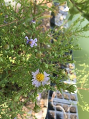 Symphyotrichum bracteolatum