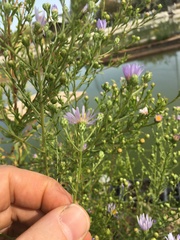 Symphyotrichum bracteolatum
