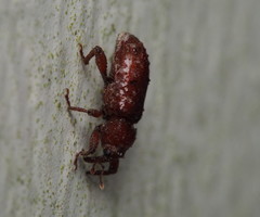 Mitrastethus baridioides