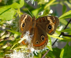 Junonia pacoma