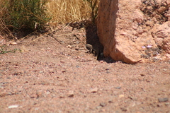 Aspidoscelis neotesselatus