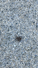 Acanthocoris