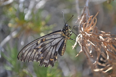 Battus polydamas psittacus