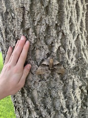 Pachysphinx occidentalis