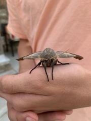 Pachysphinx occidentalis