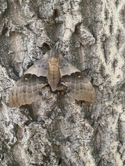 Pachysphinx occidentalis