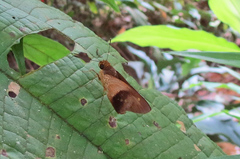 Calpodes longirostris