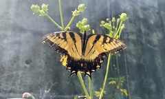 Papilio glaucus