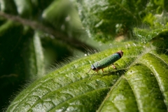 Versigonalia vermiculata