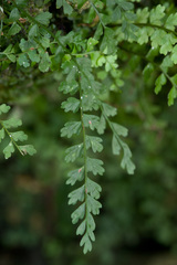 Asplenium × biscaynianum
