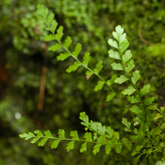 Asplenium × biscaynianum