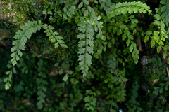Asplenium × biscaynianum