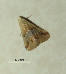 Eublemma