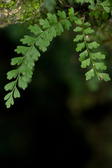 Asplenium × biscaynianum