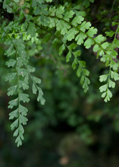 Asplenium × biscaynianum