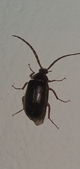 Hymenalia
