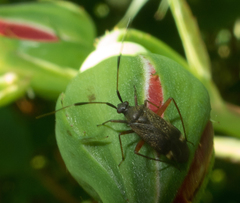 Closterotomus biclavatus