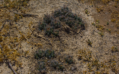 Coryphantha macromeris macromeris